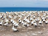 M Cape Kidnappers 015